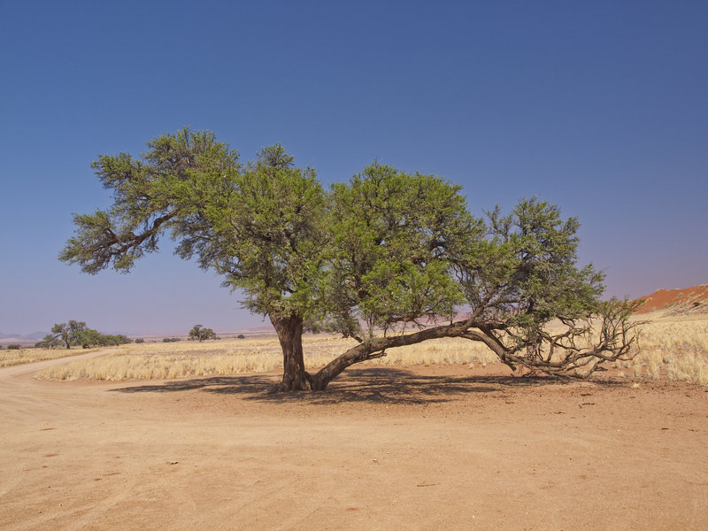 Sossusvlei